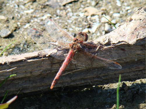 Ohio+dragonflies+pictures